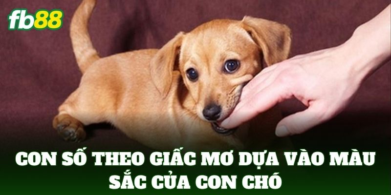 Con số theo giấc mơ dựa vào màu sắc của con chó