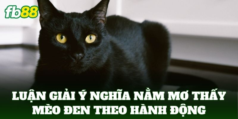 Luận giải ý nghĩa Nằm Mơ Thấy Mèo Đen theo hành động của con vật