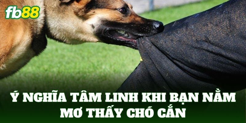 Ý nghĩa tâm linh khi bạn Nằm Mơ Thấy Chó Cắn