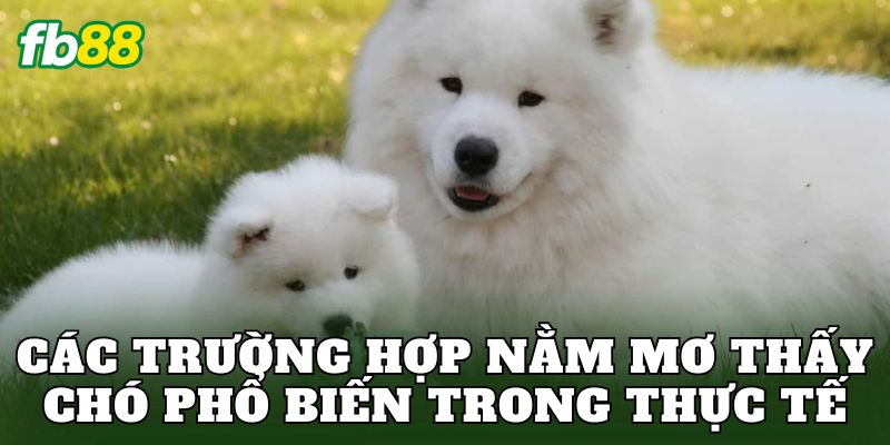 Các trường hợp nằm mơ thấy chó phổ biến trong thực tế