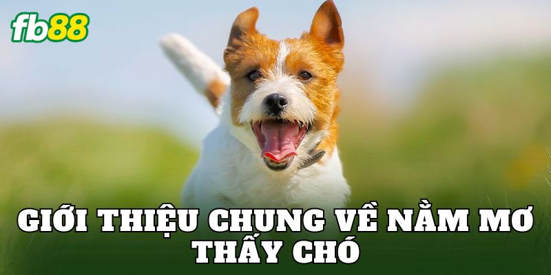 Giới thiệu chung về nằm mơ thấy chó