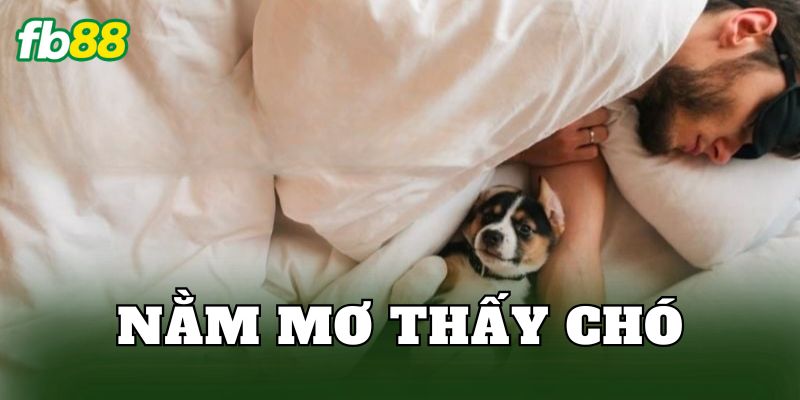Nằm Mơ Thấy Chó
