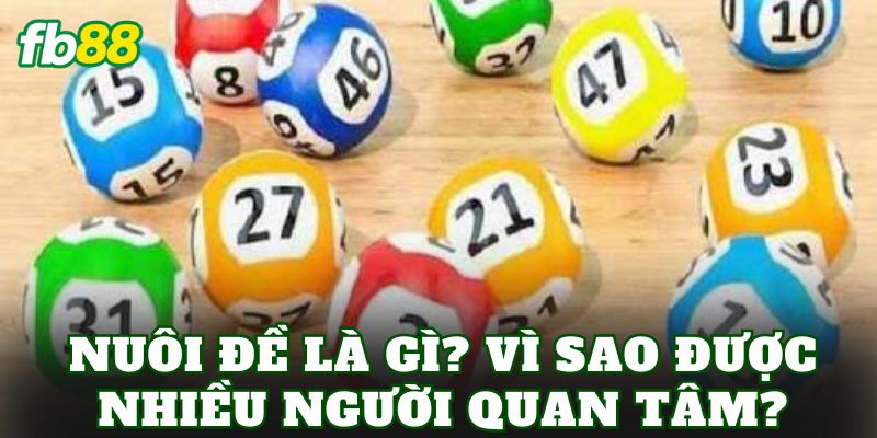 Nuôi đề là gì? Vì sao được nhiều người quan tâm?